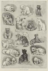 Kattenleven op de Katten Show